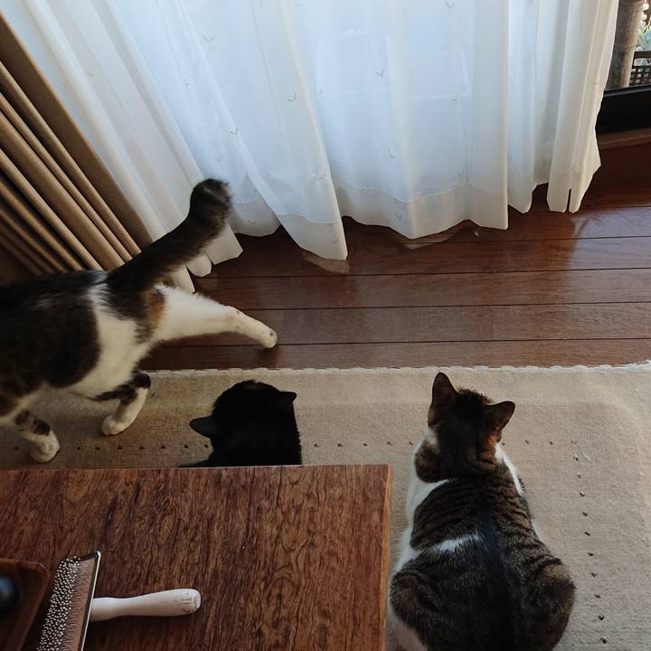 54cdff77 3073 4971 b2d4 156a0354c543 1611539587345