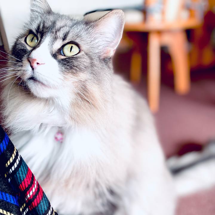 54cff624 f802 4576 9b73 4c467b0de6a8 1765422555690