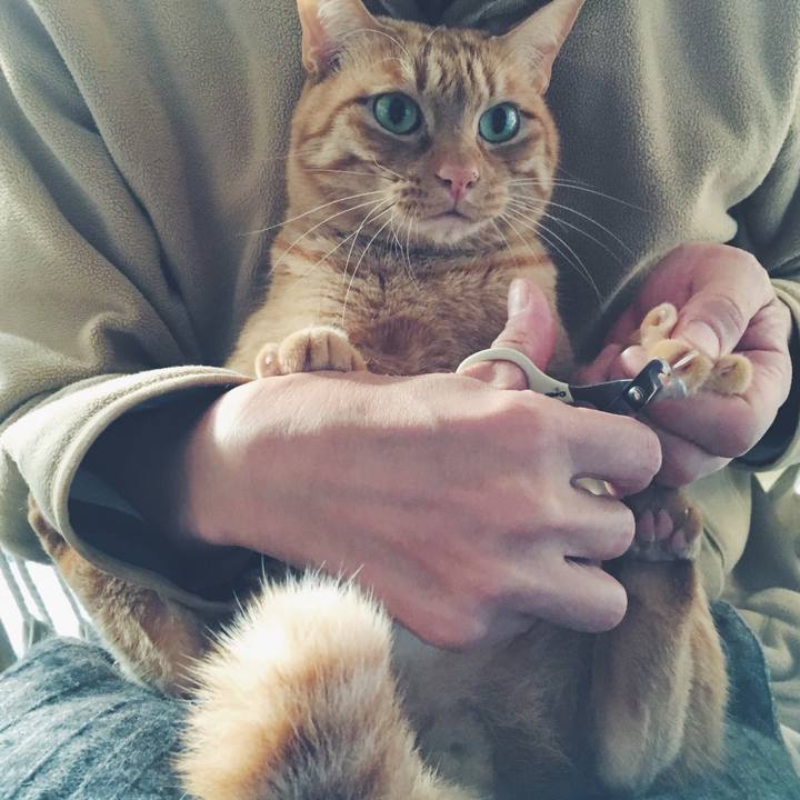 54d1fae1 3969 4059 9c42 f7fcd5f03984 1550272136593