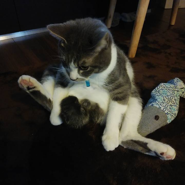 54d69fd4 8c53 4c97 b621 7933a5234650 1582675280844