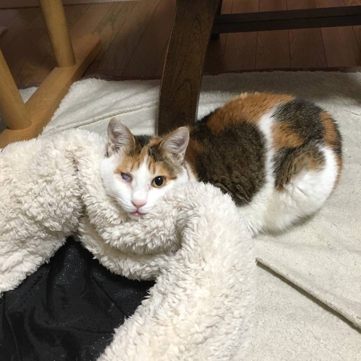 54d71cba 964c 41e2 873a 40de119fb405 1515740573122