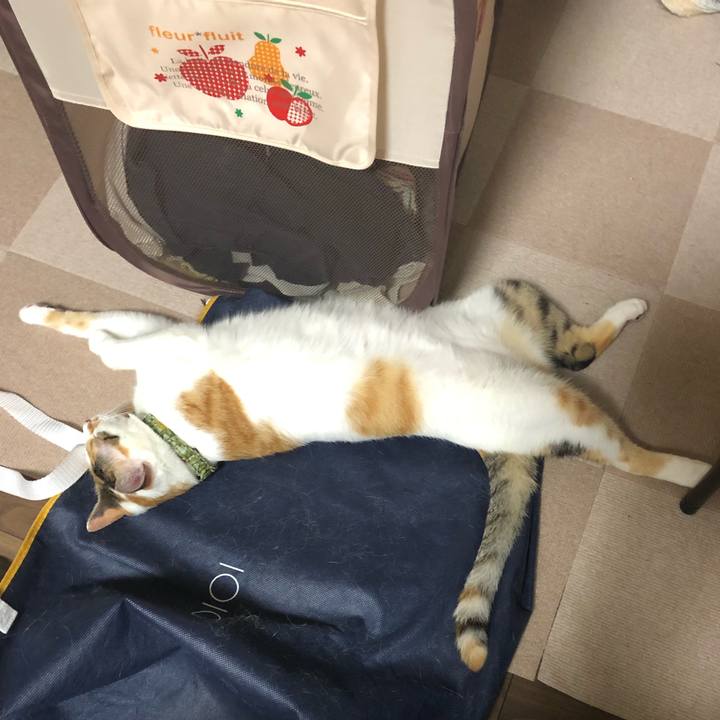 54da6510 8654 4252 a11b 8945b6961622 1594732001732