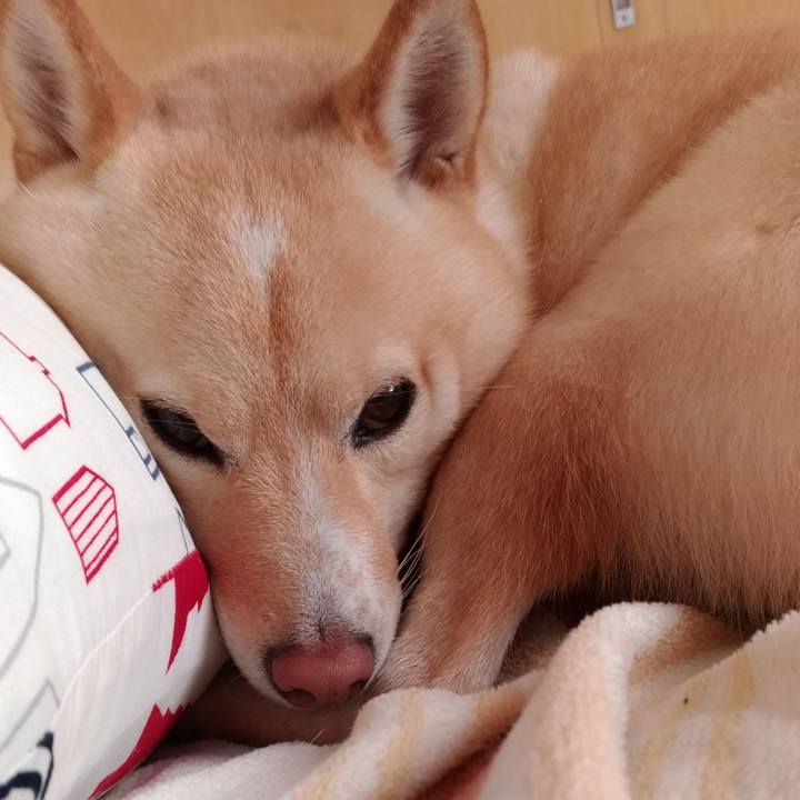 54daa523 91dc 4e73 81b6 e9350d60c88b 1610495269938