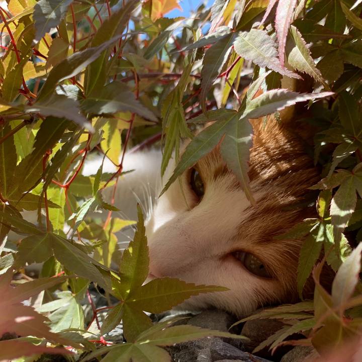 54dae136 8fca 4157 8dc3 529d6840f74a 1622253252949