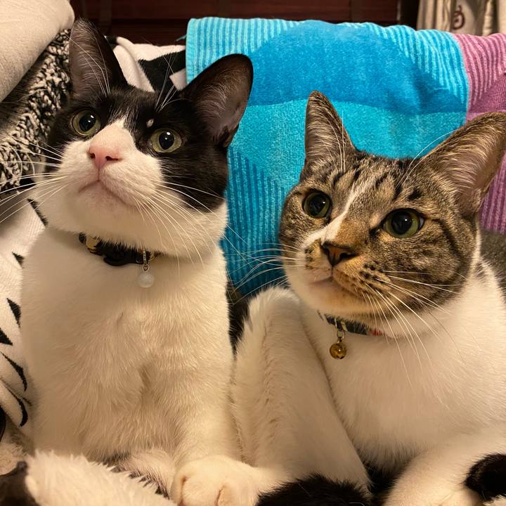 54dae316 cc3b 43ee aa68 7dfab25e3059 1743910562156