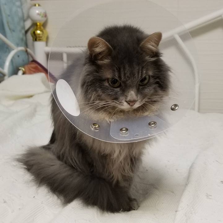 54db60b7 b217 4f14 90da 4d2d0a6ef255 1545464566381