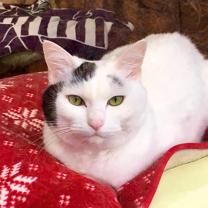 54dc11f6 f87a 475e b7b5 60471501a8bf 1574420693329