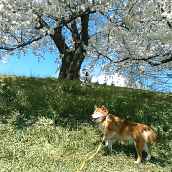 54dd7d2b 2dd1 49ad 943f 2a24165fd80f 1554359968590