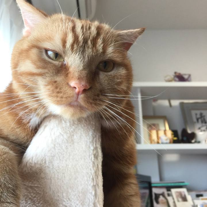 54dd852d a8e6 4b37 9b9f e3ae57d9020a 1559691736334