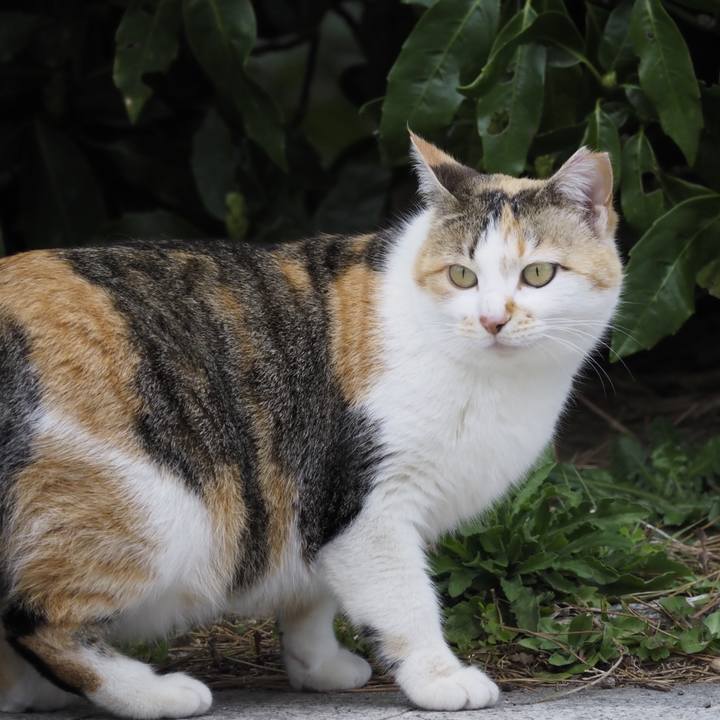 54dd927f cd3c 4402 b540 7bb2b375c18b 1616466332348