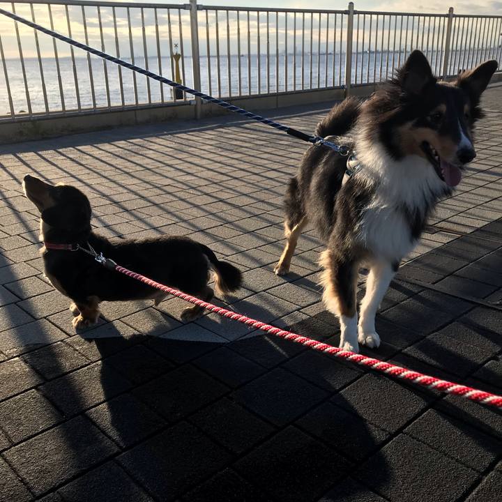 54df2ae9 c4e7 4224 bb1d abd6397a8d05 1543014164235