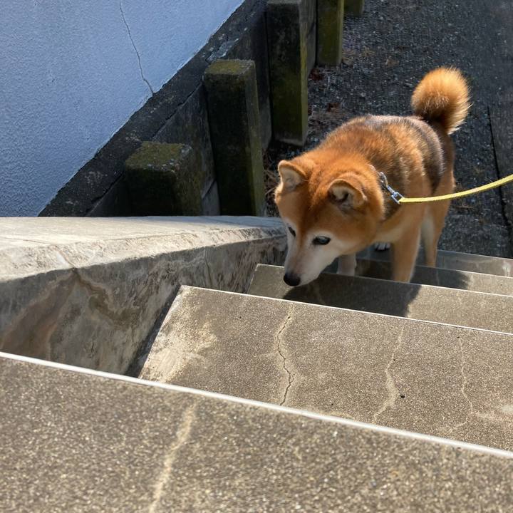 54df4a18 cca2 4a9b a201 738864df71ea 1717460105538