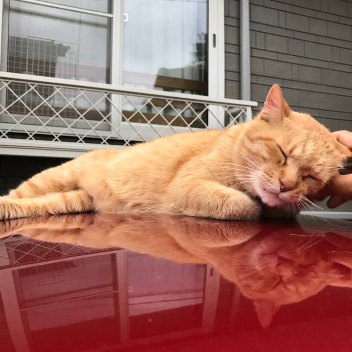 54e07338 1ddc 4c07 b437 0c5a692ab486 1530534135392