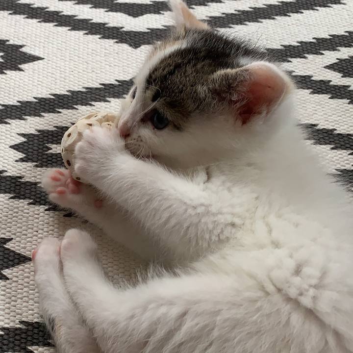 54e1acda f8b7 447b aeb1 c12c92ed0152 1589766529944