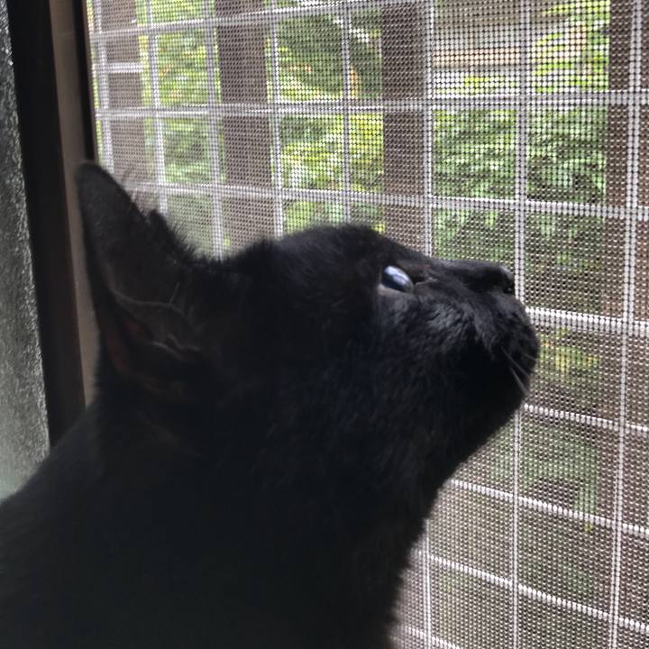 54e29c09 dbfe 4126 84ea 167efa084cd6 1529545607097