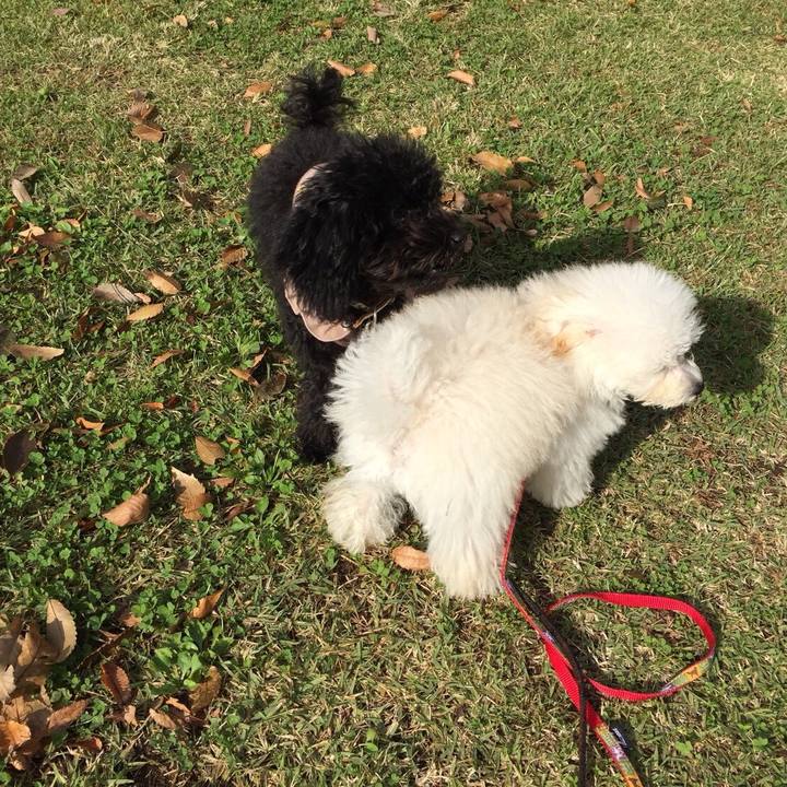 54e3008f 2e5d 453a bd31 716e9b876351 1509526243416