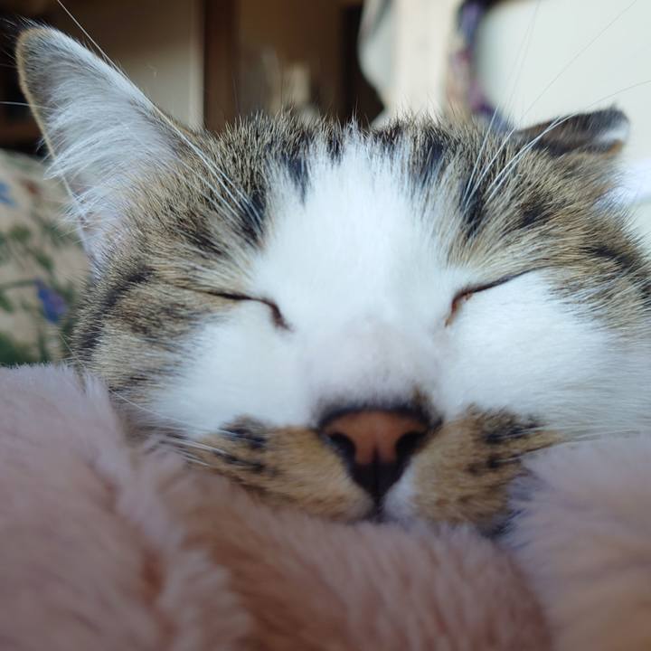 54e34dc8 b6e8 4f09 9d80 a7a91d606b4b 1732413067237