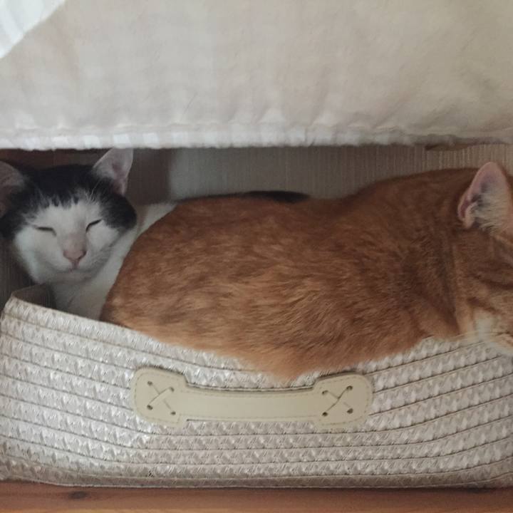 54e3662d 7476 4aee b00b 1a4052b8cf57 1540601355131