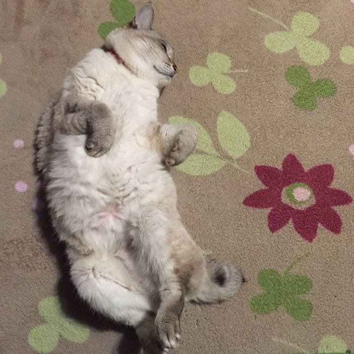 54e36bdb 6da6 49d4 9b72 62d48c032f43 1549365022767