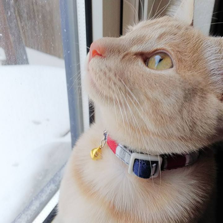 54e4cc52 c4da 49fb a6af 1d196ddb149c 1546473095058