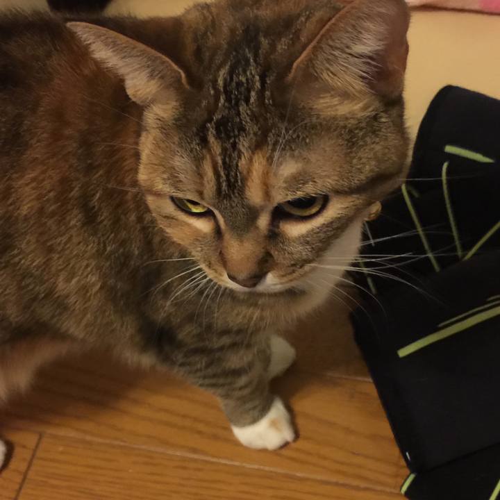 54e689b0 84e6 406e b4cc 464fc832202d 1547738679051