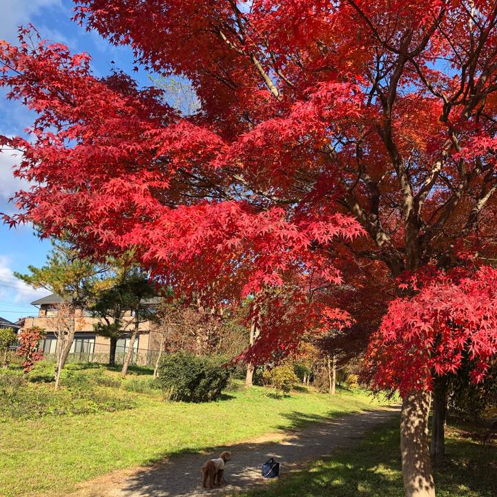 54e702c1 c211 46b7 9ed4 7a519e6006f9 1574403739891