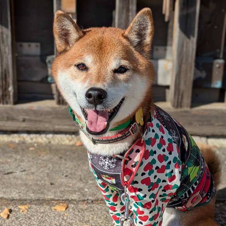 54e86cb3 36b1 42ff 97cf 54757c0182a1 1733922366237