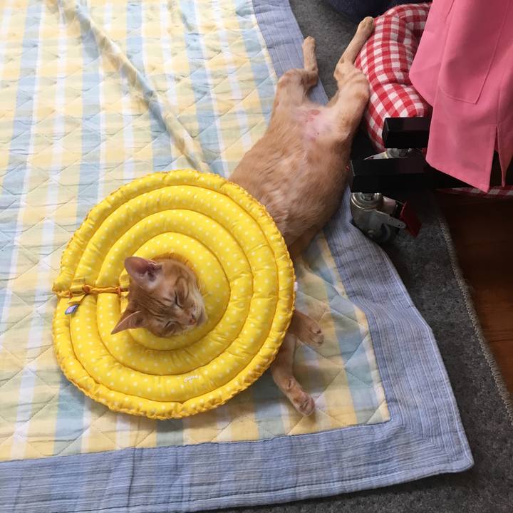 54e9af5a d598 41fa a071 39d1ccbfa954 1527403072819