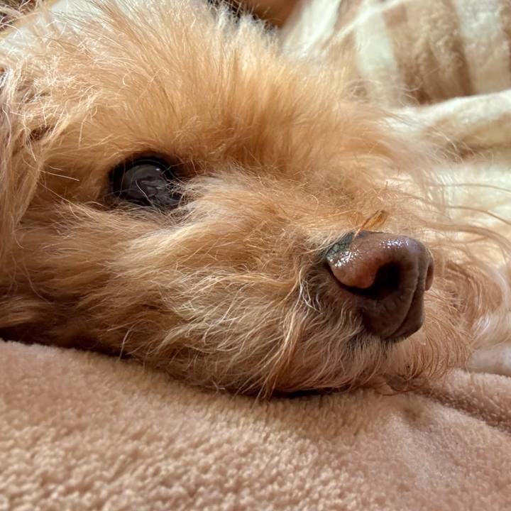 54ea6b4f 15d8 4e1b 8ef7 ed189a2c3ab0 1769860348659