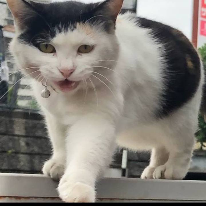 54eac25d ab7e 4f5e aff4 04fe70cfa35a 1716120632923