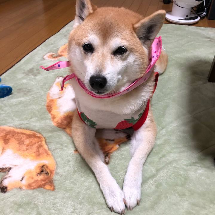 54eb3255 29ca 4bf1 a244 b9c5eff4a6c7 1605145884899