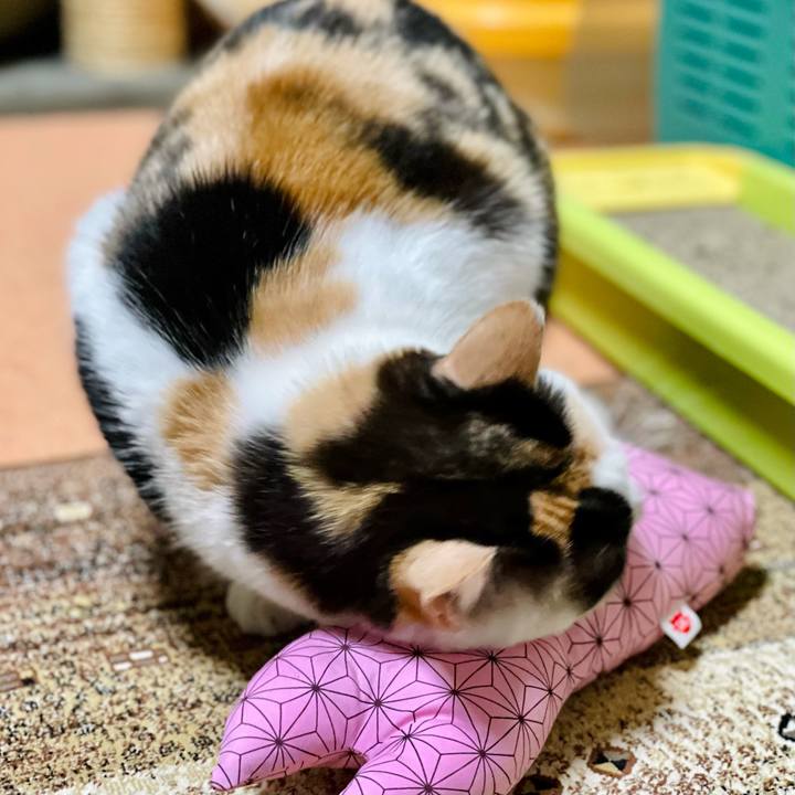 54ecbac1 6218 4d6d b372 39dabda7a386 1621995904234