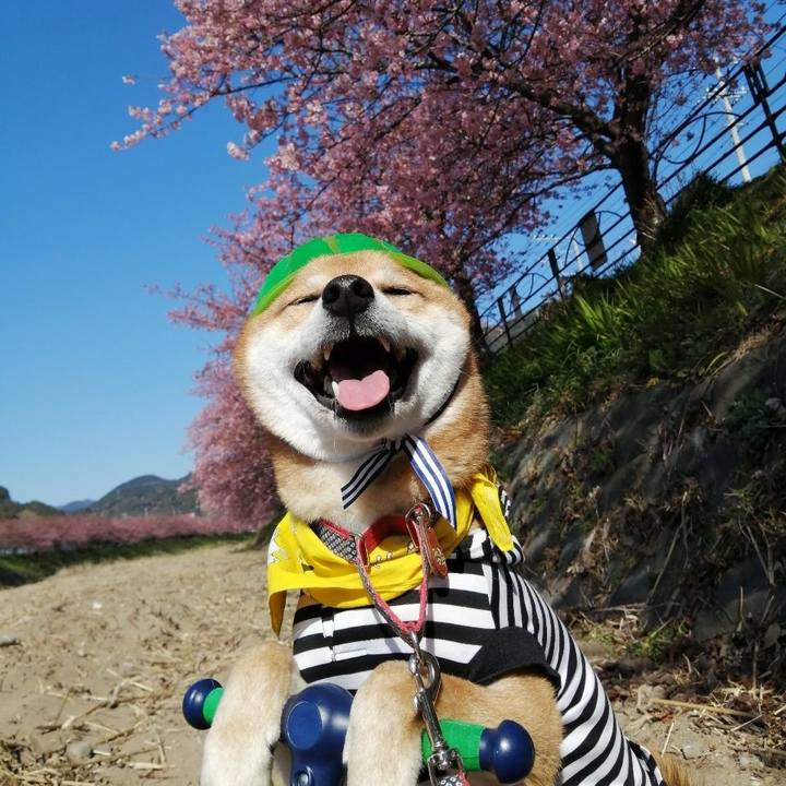 54ee3825 76ee 4509 b501 458c7b455d71 1581164445262