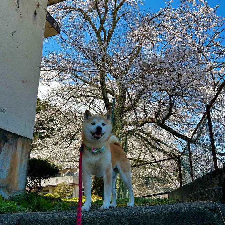 54ee4f0c bee4 401b 892d 3c0b4bf68861 1775207348820