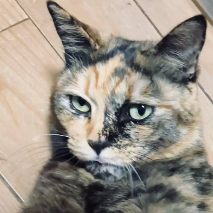 54ef10e1 77f0 4e21 99f9 843e319790b9 1734428014740