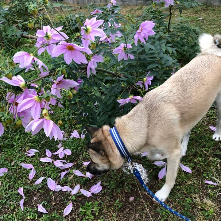 54f16b43 26d8 491f 944b 696bc4dcaa90 1544010641399