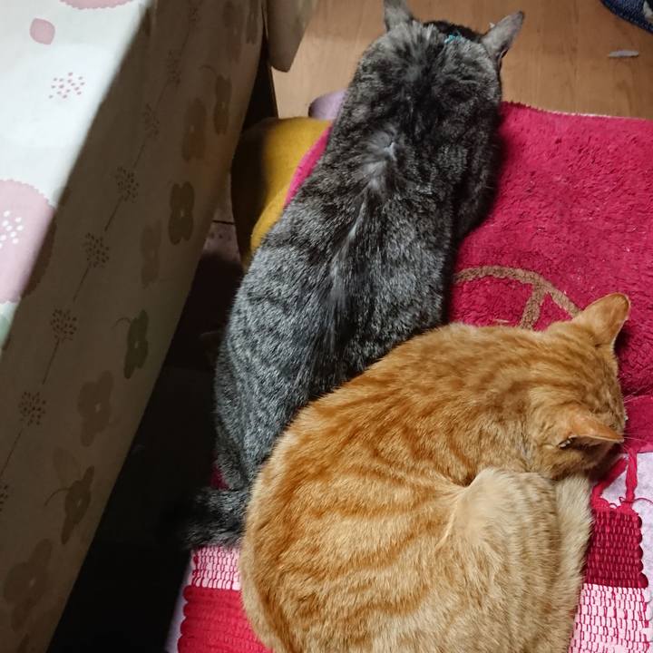 54f1d0ce 15bd 47ae 9952 445ea9292eba 1554375502294