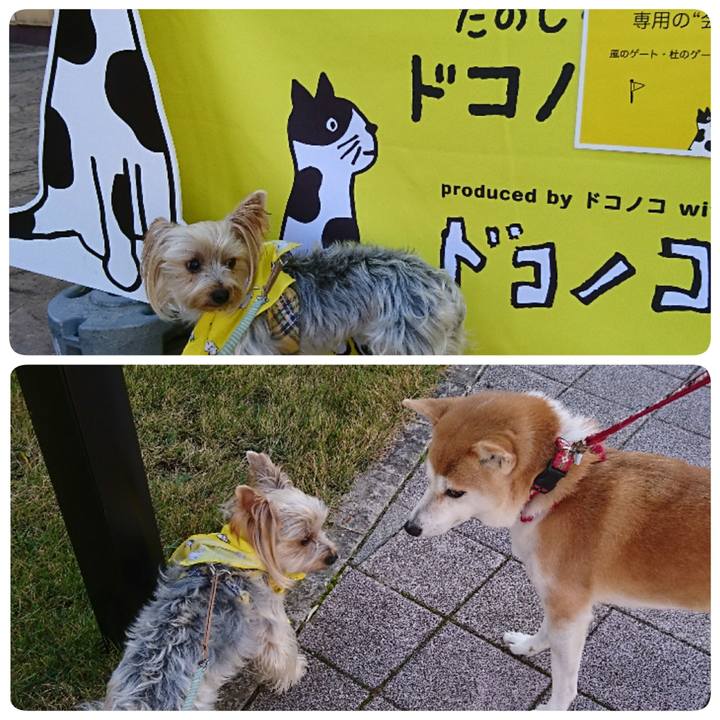 54f27bfa 837b 4c50 bf31 381962a6777f 1542522309644