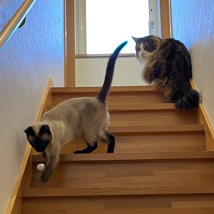 54f6bef3 e343 4124 b496 8f0d185a1735 1712952928788