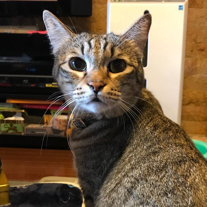 54f9707a 555c 4060 8cfb ba0220969571 1511064949284