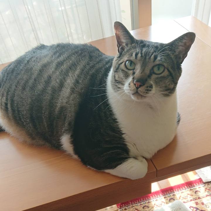 54fc4eb5 7a85 4ed9 b98c ba7d797e7fe8 1556059038280