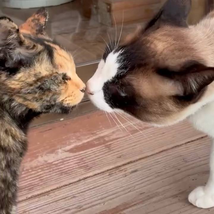 54fe7d8b f209 497d 96cc 0565a9718d2d 1747966278455