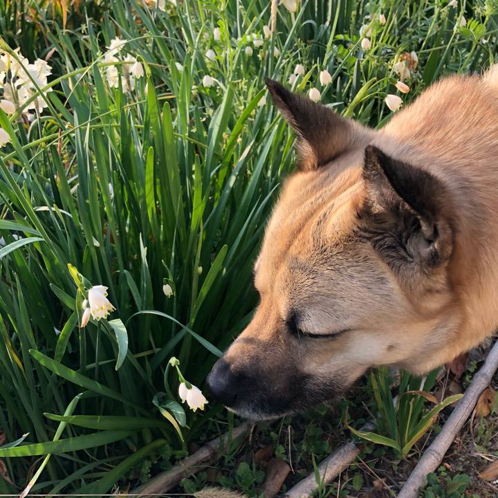 55019982 b9e8 4c51 9dc4 f7530305b385 1522674289680