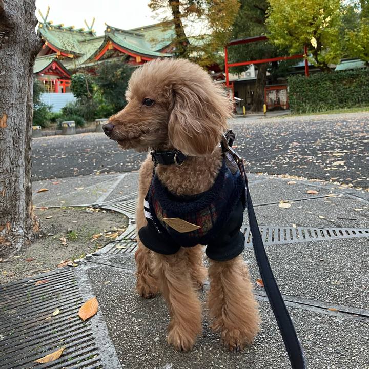 550560dd 38b8 4c6b 80b4 50d60722c9d0 1703062958774