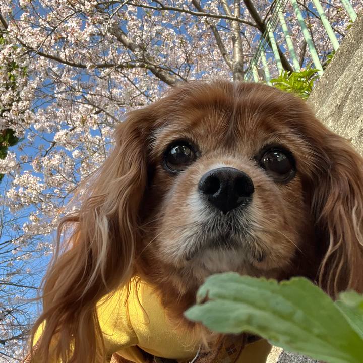 55076ca9 3d68 4dc9 b5dc f76bcd207548 1744416960757