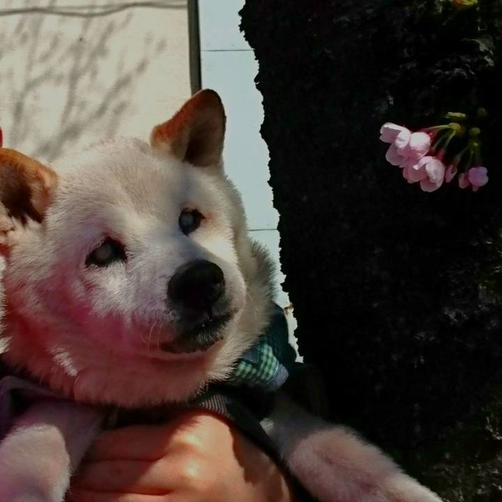 5509cace 54cf 49ca b5ca e24b709fc3ad 1521256402199