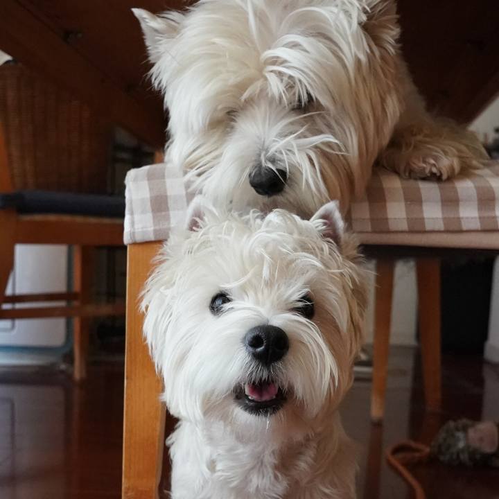 550ad88a 5c96 4a8a 8039 321fedb29345 1517489412182