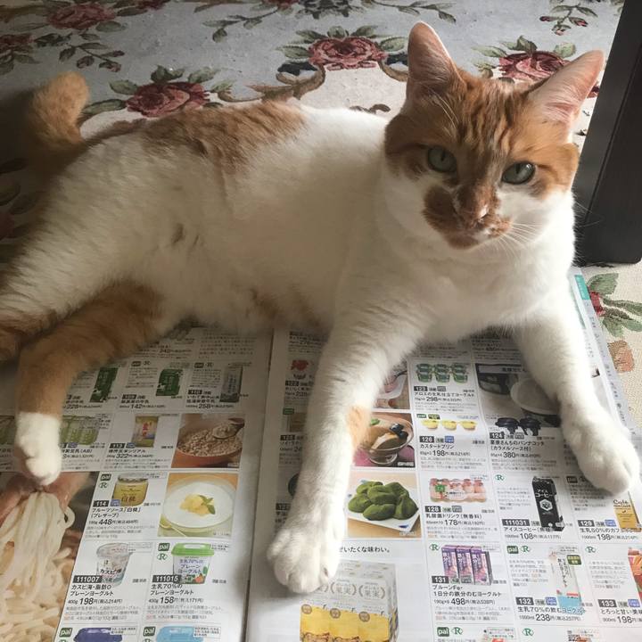 550d8c95 f0c2 4a0e 83c8 4343523cec1e 1596333664799