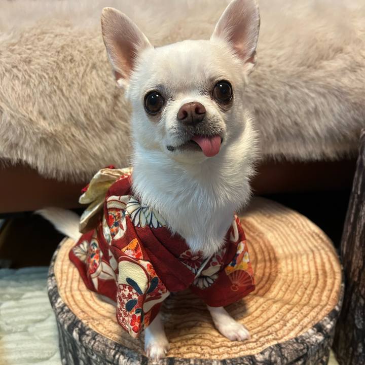 550de60b cc79 4222 9234 c1f2d3e35154 1767740985871