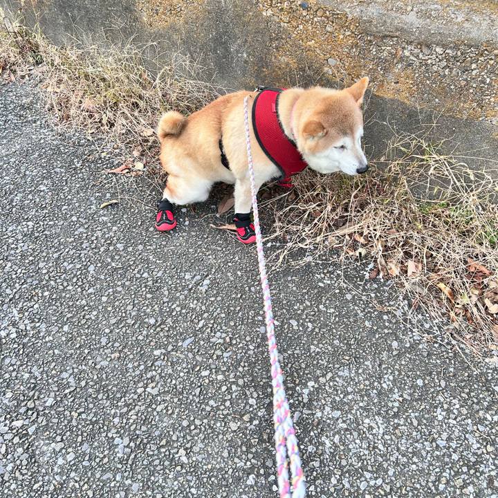 550e2bd0 b20b 4e95 9ba7 4eef0dfb3906 1733298350066